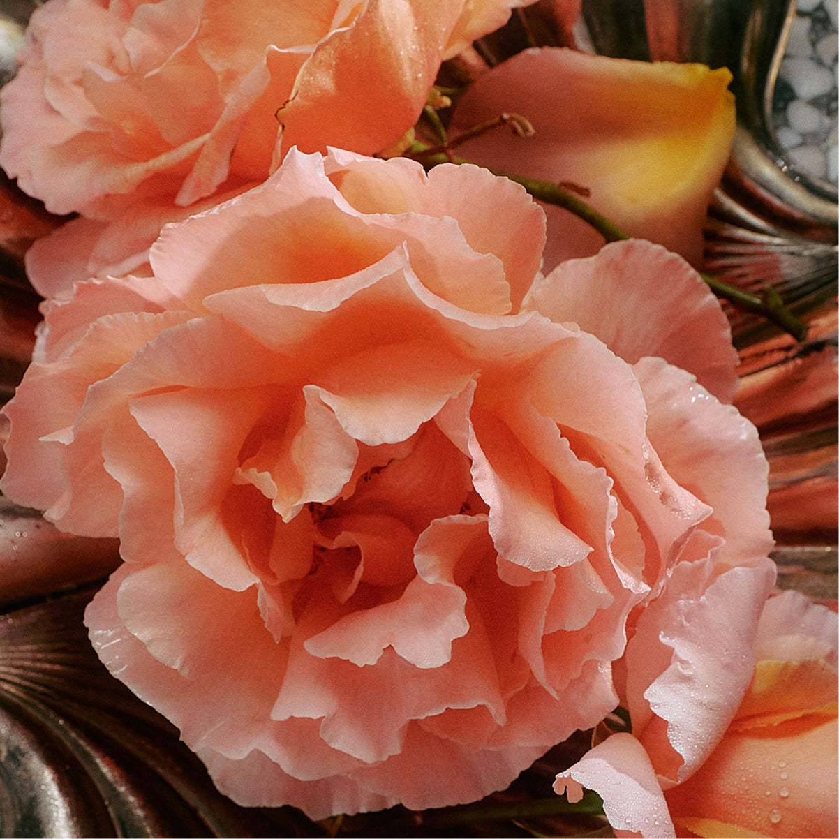 Jasmine Damask Rose Trio Gift Box