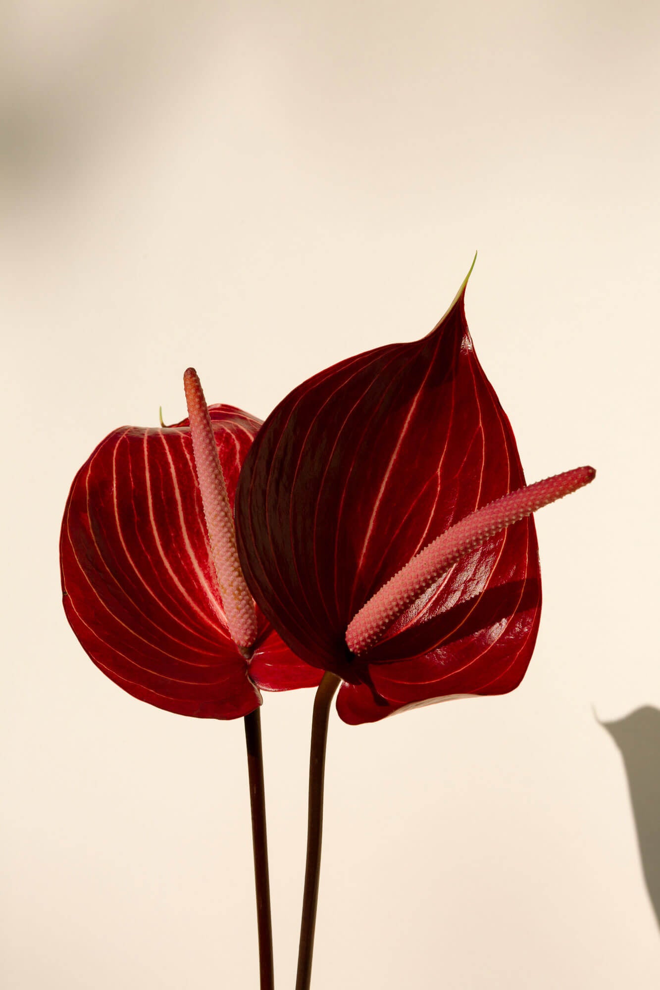 plant with red leaves